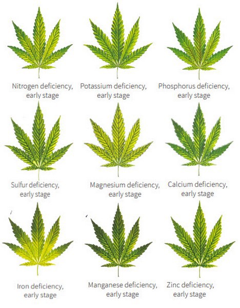 Marijuana Deficiency Chart