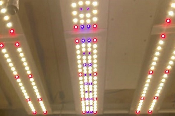 LED grow light that also kills mold why and how